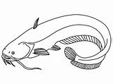 Catfish Ikan Lele Mewarnai Poisson Sum Ryba Sketsa Kolorowanka Menggambar Coloringbay Hewan Druku Tawar Hias Binatang Mudah Pintar Terbaru Malowankę sketch template