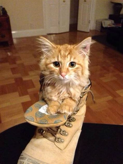 13 of the best puss in boots impressions ever top13