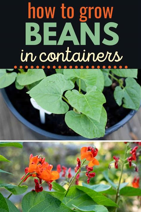 grow beans  containers tips  delicious bush  pole beans