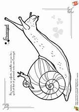 Xiv Hugolescargot Escargot sketch template