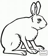 Arctic Hare Drawing Getdrawings sketch template