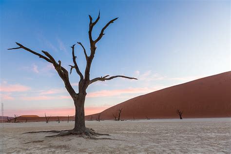 Camel Thorn Trees At Deadvlei During Sunset Over Dunes Namibia