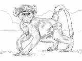 Baboon Monkeys Cute sketch template