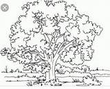 Cottonwood Floresta sketch template