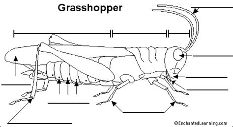 labelling grasshopper anatomy school fun grasshopper lannister