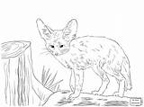 Fox Fennec Coloring Pages Drawing Baby Realistic Cute Red Winged Cat Foxes Color Printable Drawings North African Kids Animal Getcolorings sketch template