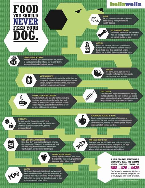 infographic foods    feed  dog