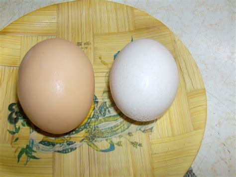 raising chickens  eggs incubating day    eggs