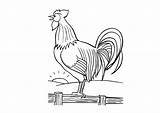 Rooster Coloring Crowing Sunrise Educational Toddlers Pages sketch template