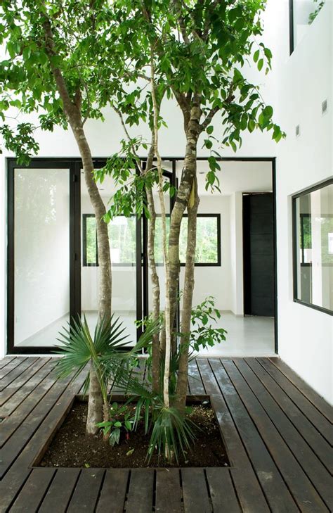 central tree courtyard   warm architects  interiors arboles