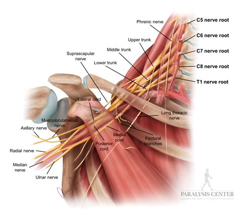 brachial plexus paralysis center