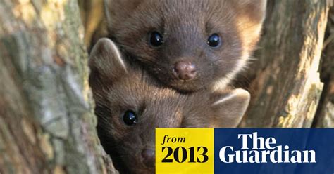 red squirrel finds pine marten a fearsome ally in its fight for