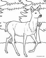 Deer Mule Hirsch Cool2bkids sketch template