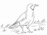 Crow Coloring Pages American Clipart Printable Color Drawing Crows Thirsty Sketch sketch template