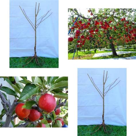 dwarf fuji apple tree bare root plant heavy producer sweet fruit flavor