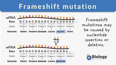 Frameshift Mutation Definition And Examples Biology Online Dictionary