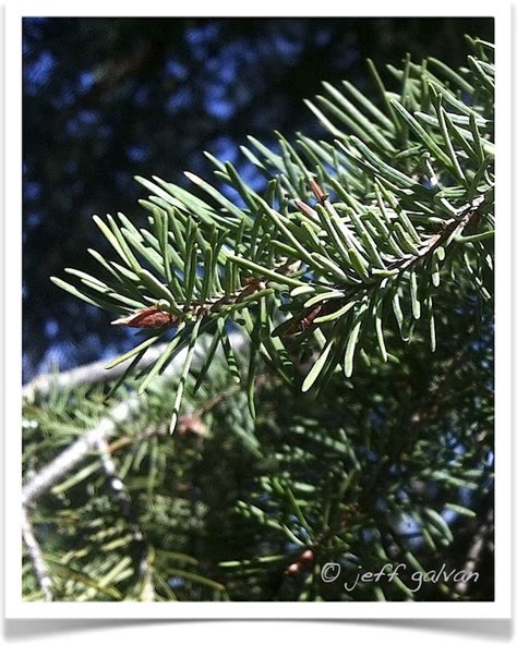douglas fir needles boulder tree care pruning tree removal services