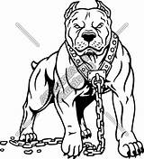 Pitbull Angry Bully Bulldog Pitbulls Gangue Mascot Webstockreview sketch template