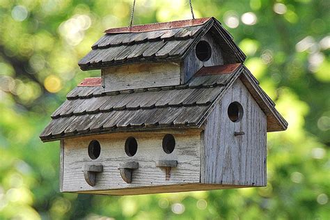 tips  building bird houses including  birds    attracted   good safe bird
