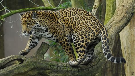 jaguar foto bild tiere zoo wildpark falknerei saeugetiere bilder auf fotocommunity