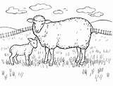 Oaie Colorat Desene Planse Sheep Animale Domestice sketch template