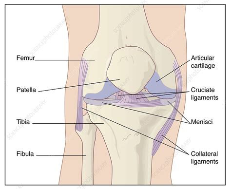 knee joint anatomy artwork stock image  science photo library