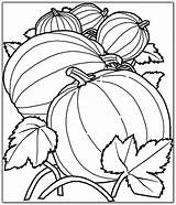 Pumpkin Coloring Pages Printable Harvest Kids Bestappsforkids Drawing sketch template