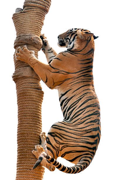 royalty  tiger claw pictures images  stock  istock