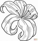 Lilies Lili Supercoloring Tari Sketsa Kumpulan sketch template