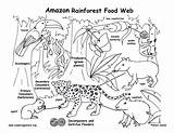 Rainforest Food Chain Coloring Amazon Web Pages Kids Tropical Clipart Pdf Diagram Exploring Resource Nature Biome Higher Downloading Resolution Exploringnature sketch template