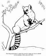 Coloring Lemur Pages Drawing Animal Drawings Ring Tailed Animals Printable Colouring Kids Lemurs Outline Wild Honkingdonkey Ringtail Print Madagascar Identification sketch template