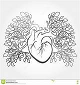 Lungs Coloring Anatomy Justcolorr Directly Tab Support sketch template