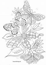 Kleurplaat Vlinders Volwassenen Aural sketch template
