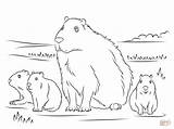 Capybara Capibara Kleurplaat Ausmalbild Malvorlagen Wasserschwein Supercoloring Gratis Kleurplaten sketch template