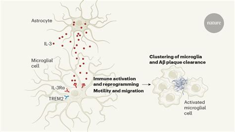 A Protective Signal Between The Brains Supporting Cells In Alzheimers