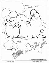 Seal Coloring Harp Pages Getcolorings sketch template