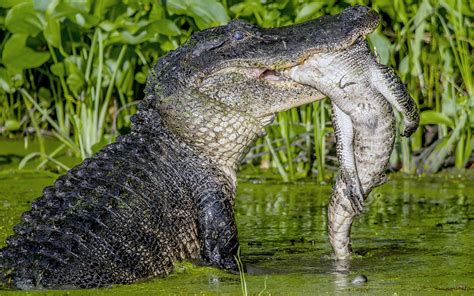 alligator devour  alligator   gruesome