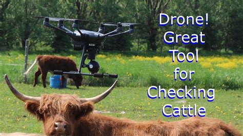 drone great tool  checking highland cattle  pasture youtube
