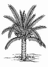 Palmera Palm Palme Palmboom Malvorlage Palmier Educima Ausmalbilder Große Grote Téléchargez Descargar sketch template