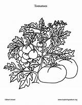 Coloring Tomato Pages Tomatoes Vegetables Garden Template Leaf Click Sized Below Please sketch template
