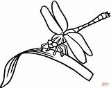 Dragonfly Coloring Clipart Pages sketch template