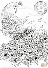 Peacock Coloring Pages Drawing Peacocks Printable Adult Para Graceful Adults Animal Colorear Feathers Animals Pattern Supercoloring Bird Colouring Getdrawings Print sketch template