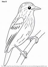 Xenops Songbird Drawingtutorials101 Improvements Finally Alchetron sketch template