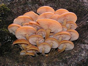 mushroom wiktionary