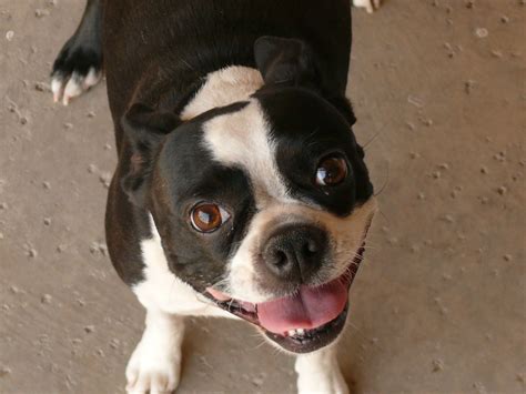 boston terrier information dog breeds  thepetowners