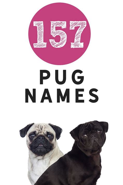 pug names    pug check    give   adorable  pug names