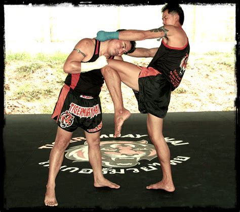 tiger muay thai and mma training camp s chiang mai camp