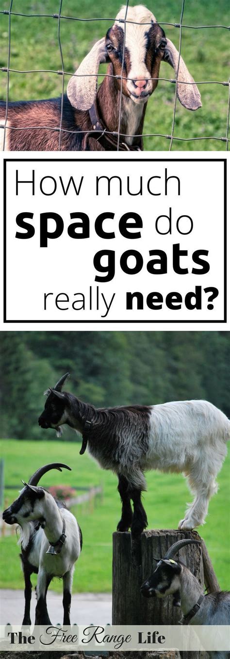 space requirements  goats   space  goats  goat farming goats raising farm