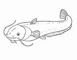 Bagre Gatto Pesce Poisson Bagra Catfish Colorier Redtail Dibuix Coloritou Acolore Dibuixos Stampare sketch template