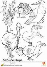 Oiseau Legende Etranges Hugolescargot Hugo sketch template